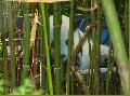 Mg panda-maci is lakik a bambuszok kzt! :D